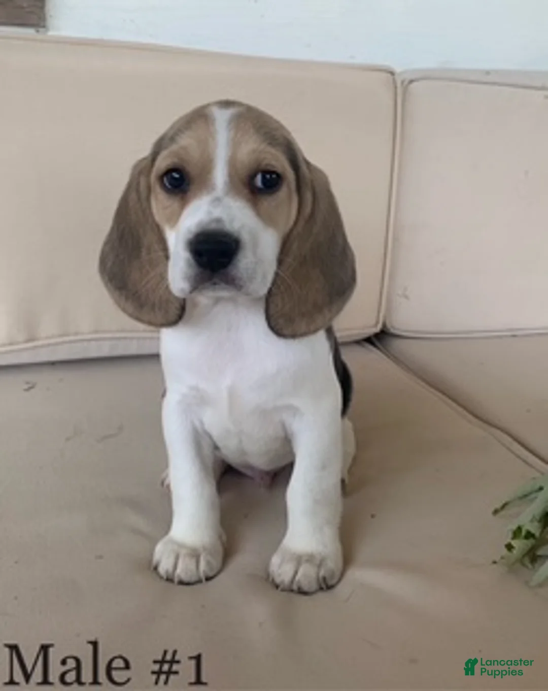 Beagle dogs for sale: Male 1 - Ad 1