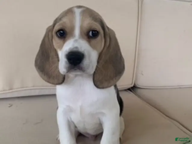Beagle dogs Male 1 - Ad 1