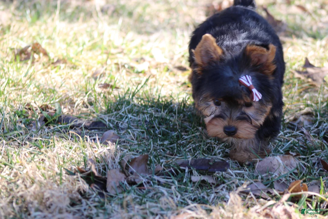 Yorkshire Terrier dogs for sale: Destiny - Ad 4