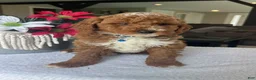 Mini Goldendoodle dogs for sale: Ripley - Ad 5