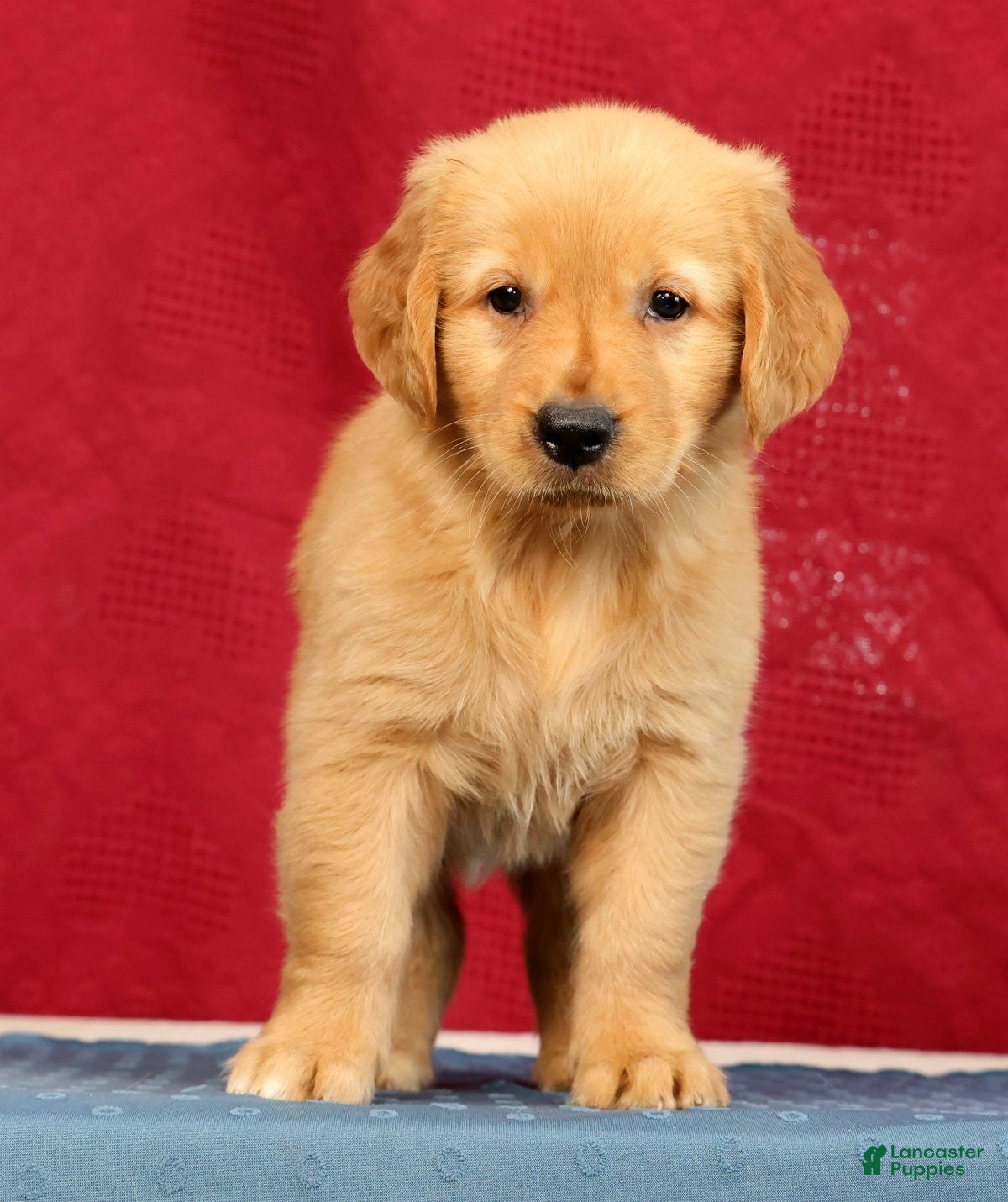 Golden Retriever dogs Juniper - Ad 2
