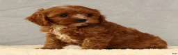 Cavapoo dogs for sale: Lilly - Ad 9