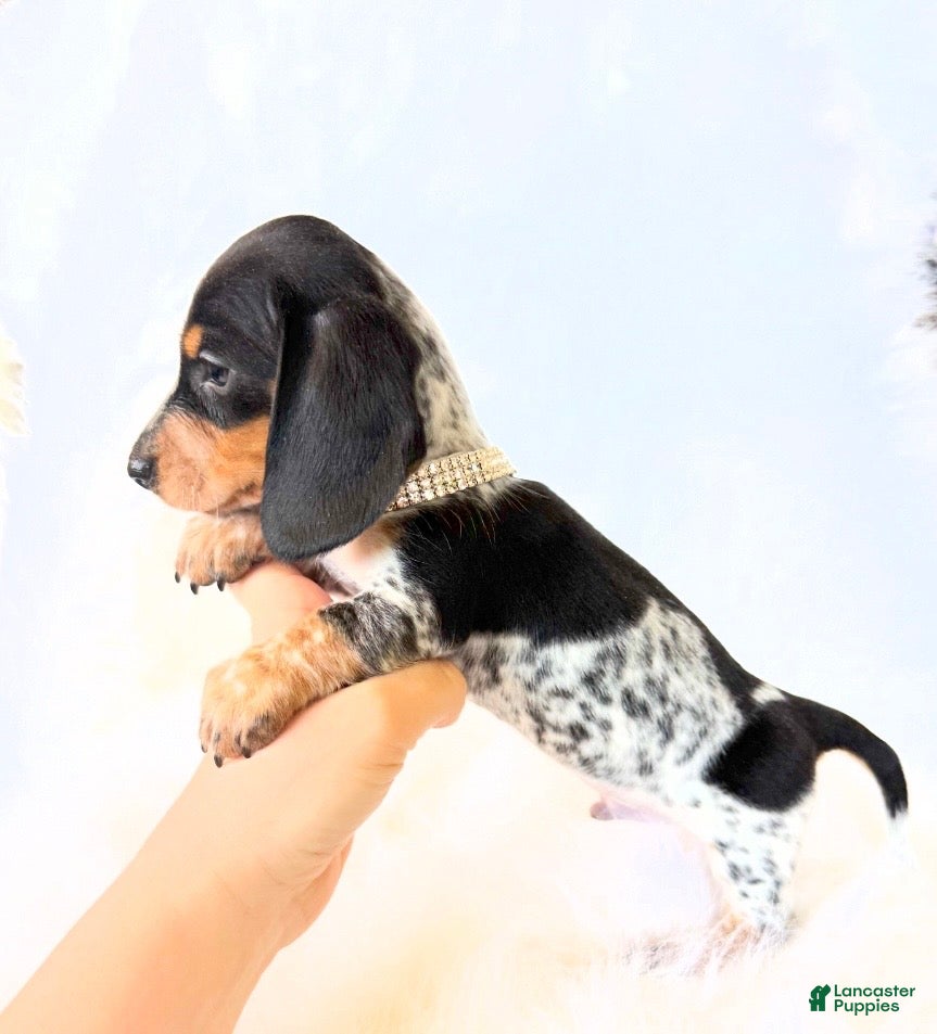 Miniature Dachshund dogs AKC Pepper - Ad 11