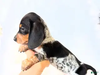 Miniature Dachshund dogs AKC Pepper - Ad 11