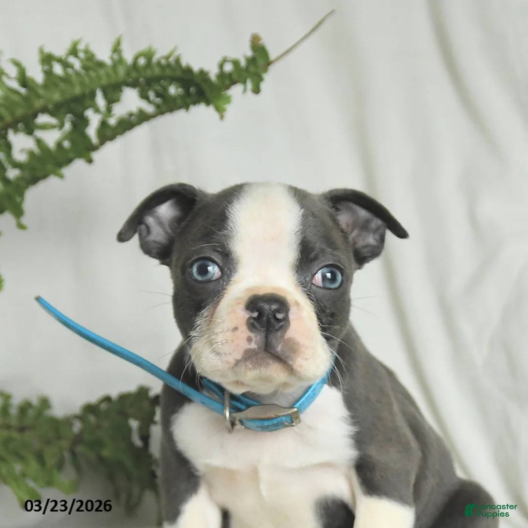 Boston Terrier dogs for sale: Chase - Ad 5
