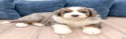 Bernedoodle dogs for sale: Captain - Ad 3