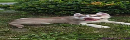 Siberian Husky dogs for sale: Samson - Ad 7