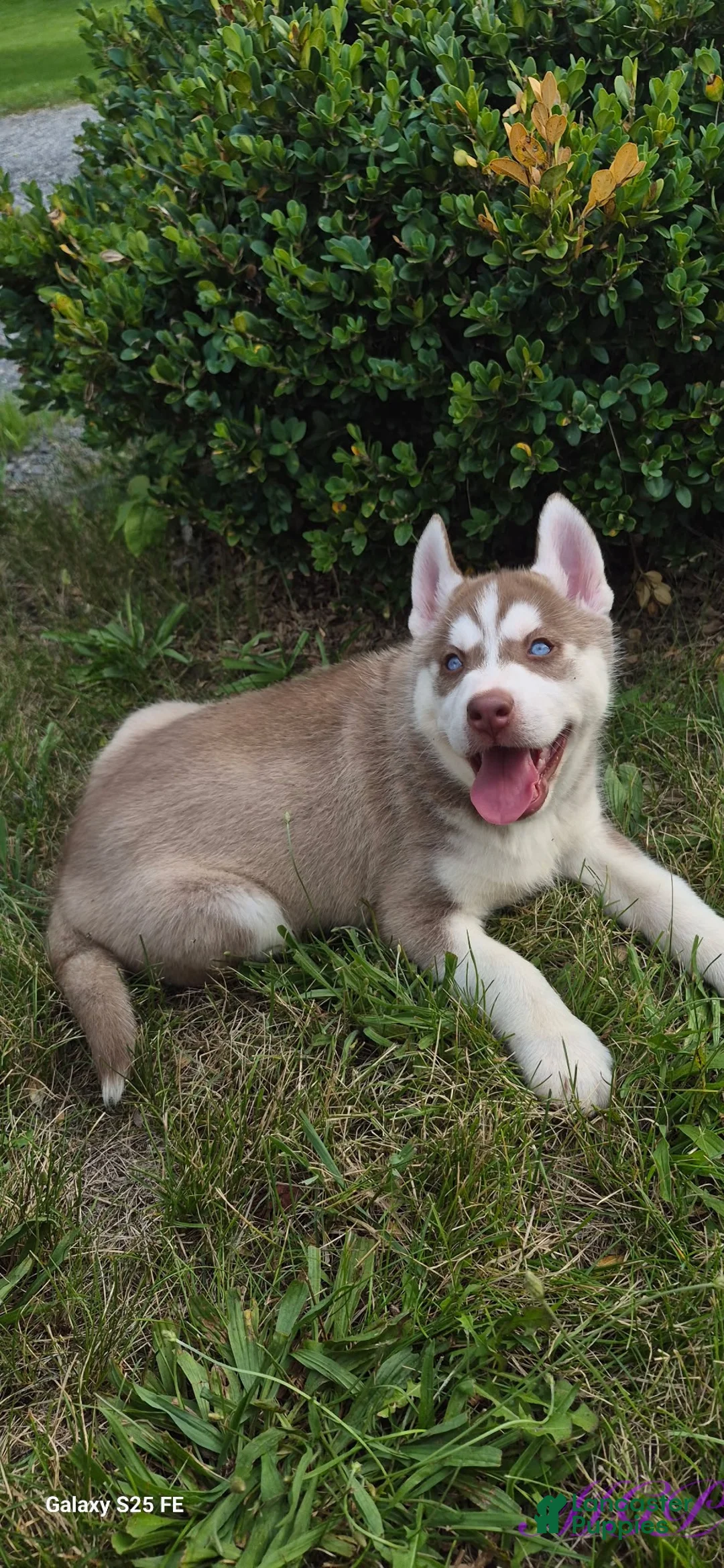 Siberian Husky dogs for sale: Samson - Ad 7