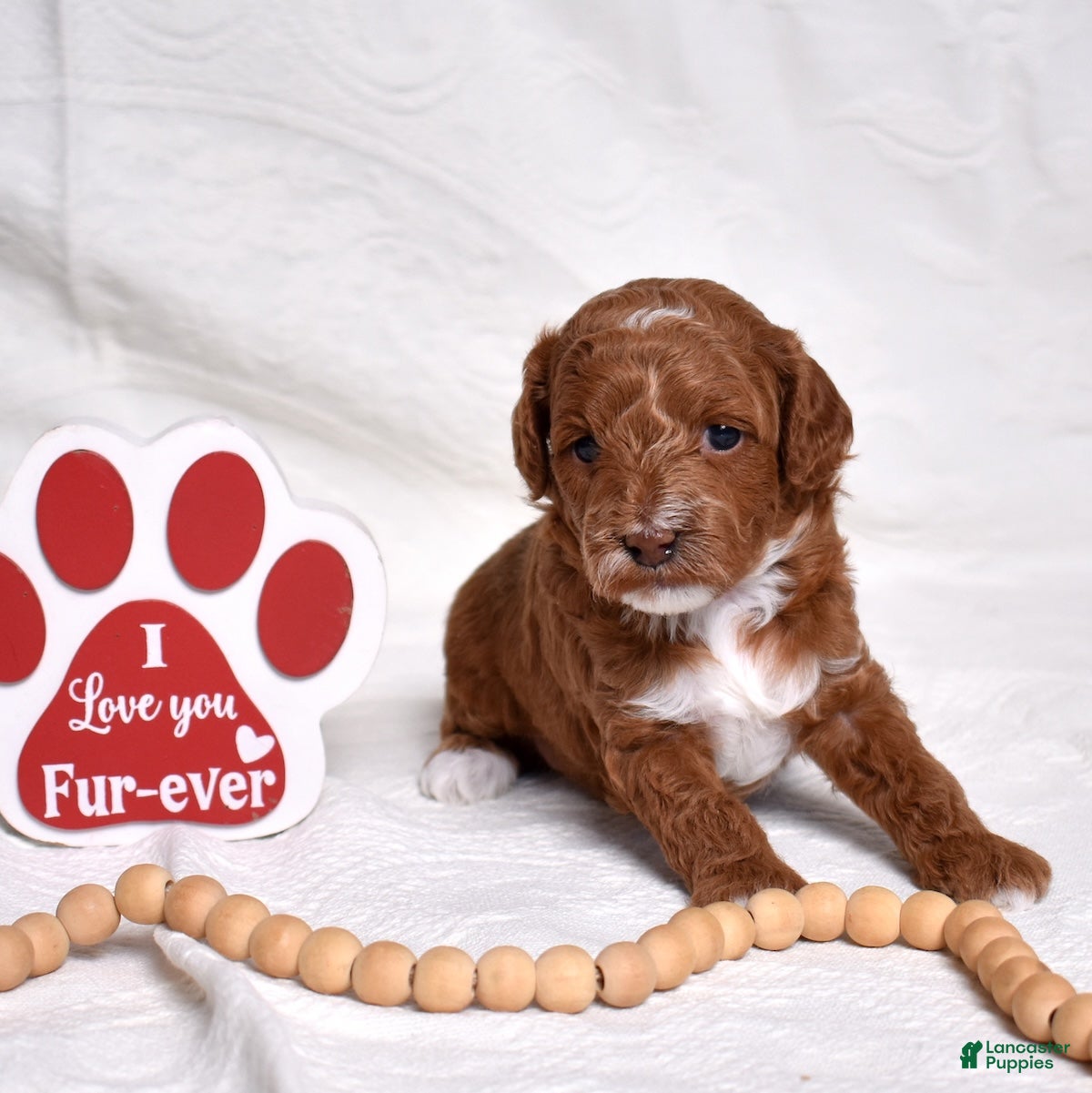 Miniature Poodle dogs Stanley  - Ad 2