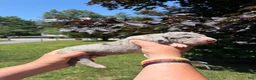Great Dane dogs for sale: Oakley - Ad 3