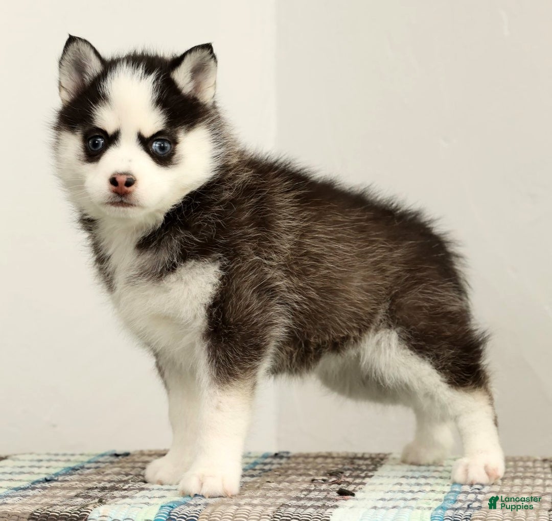 Pomsky dogs for sale: Tara - Ad 5