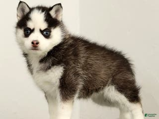 Pomsky dogs Tara - Ad 16