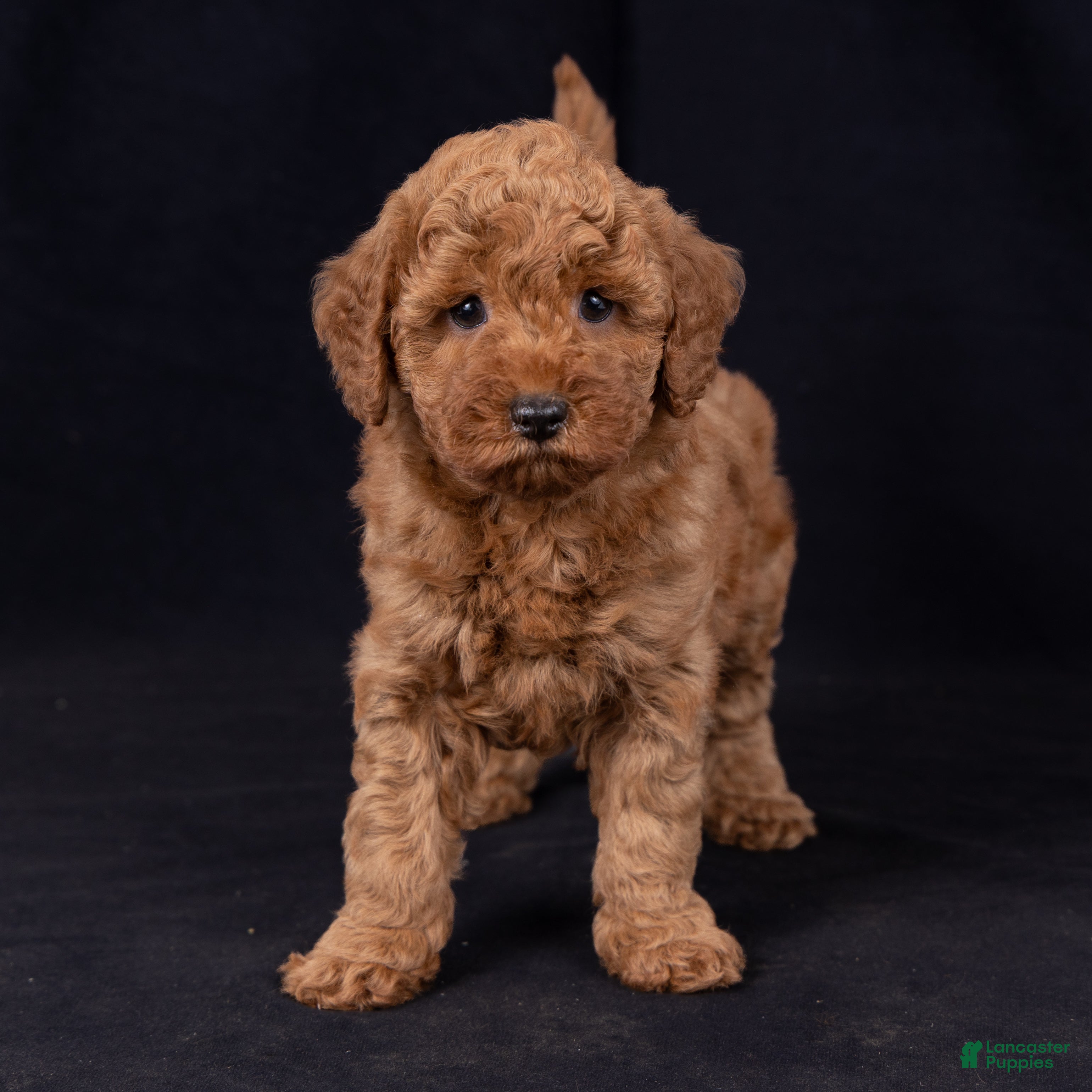 Mini Goldendoodle dogs Katie - Ad 2