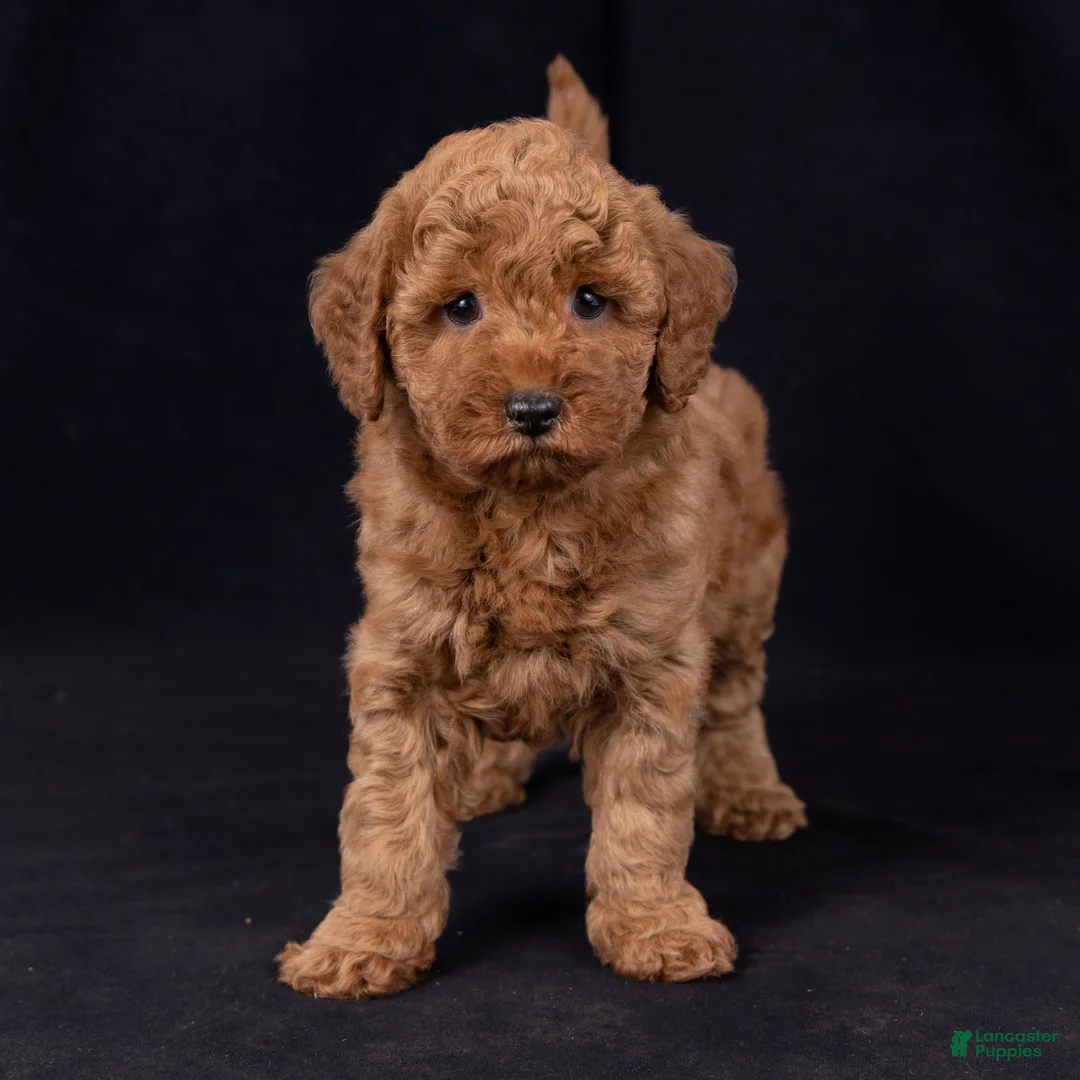 Mini Goldendoodle dogs for sale: Katie - Ad 2