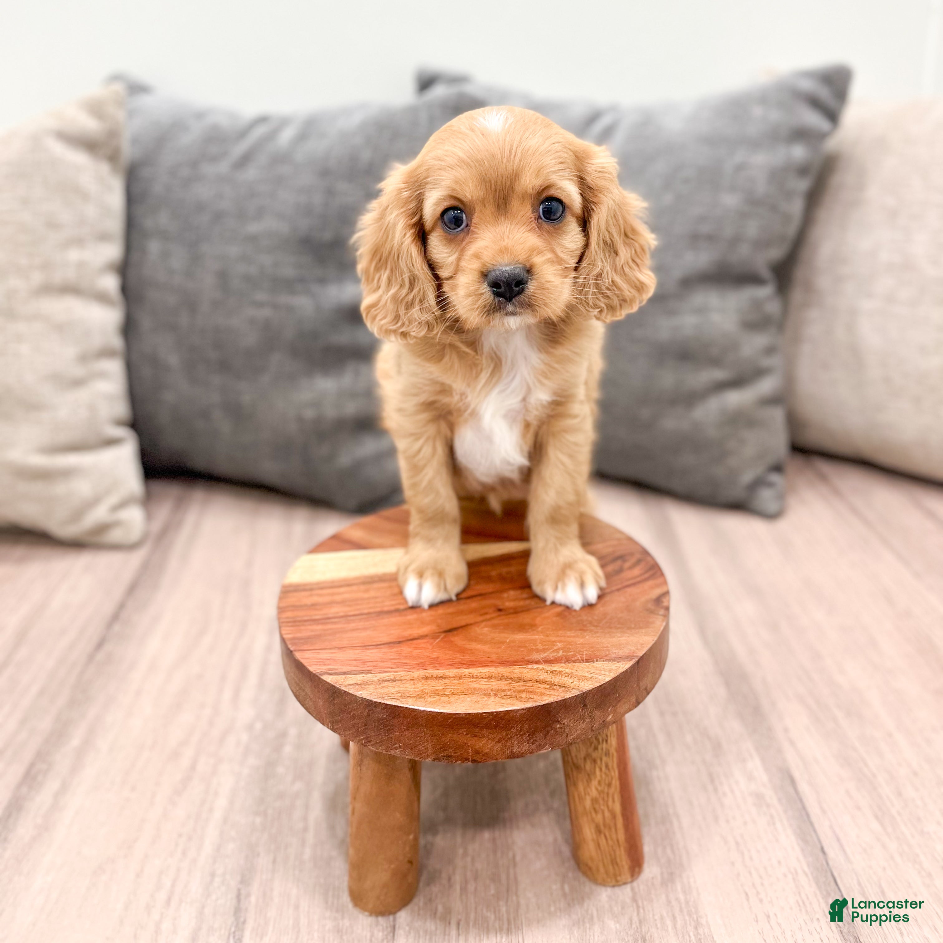 Cavapoo dogs Diesel - Ad 2
