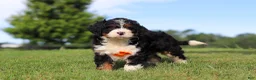 Mini Bernedoodle dogs for sale: Rocky - Ad 5