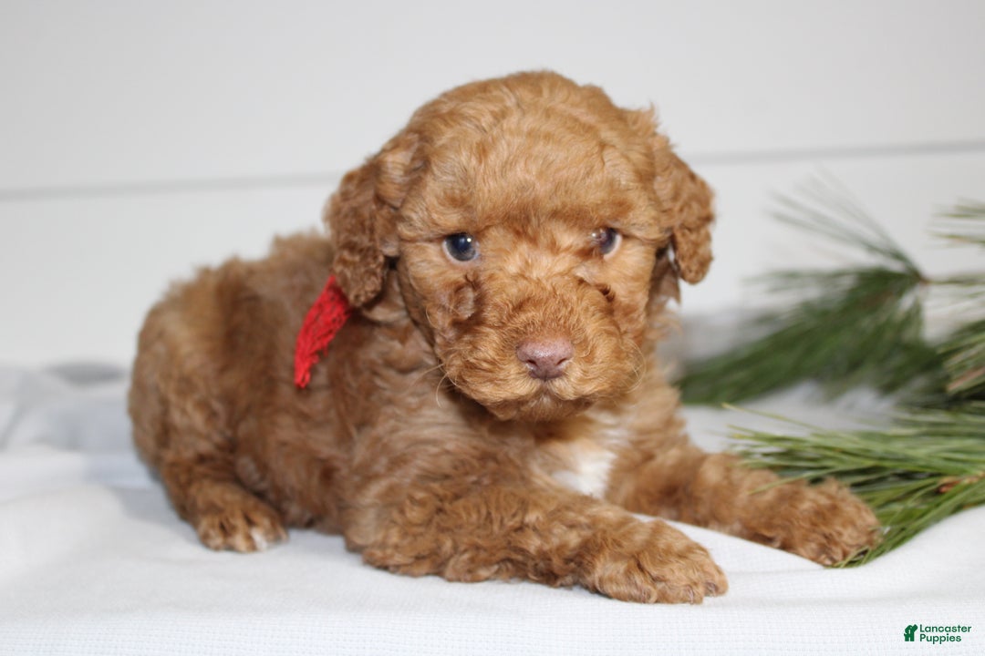 Miniature Poodle dogs for sale: Demascus - Ad 2