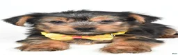 Yorkshire Terrier dogs for sale: Waylon - Ad 4