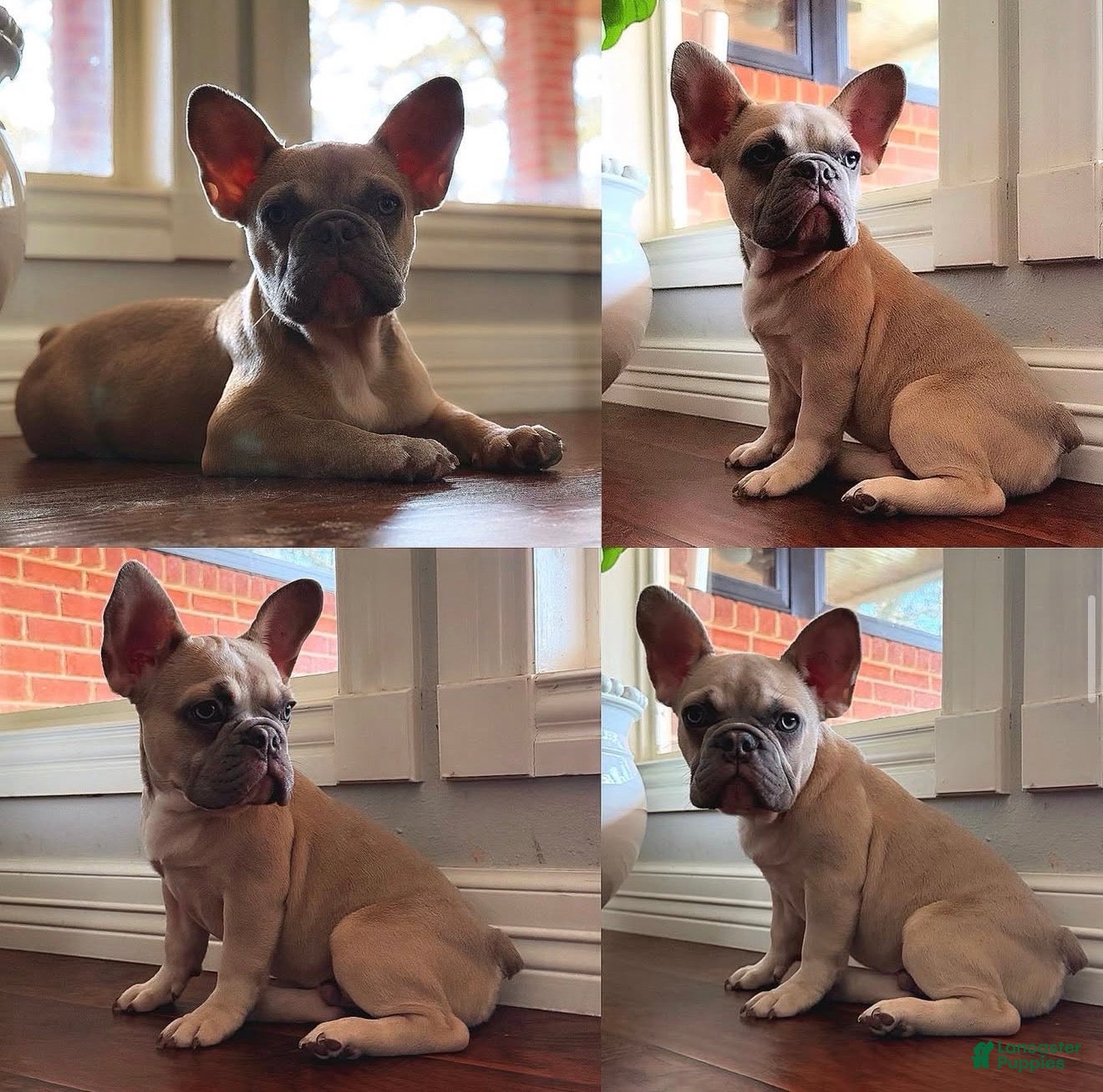 French Bulldog dogs French Bulldog Puppy 2 - Ad 3