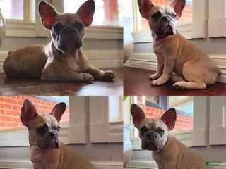 French Bulldog dogs French Bulldog Puppy 2 - Ad 3