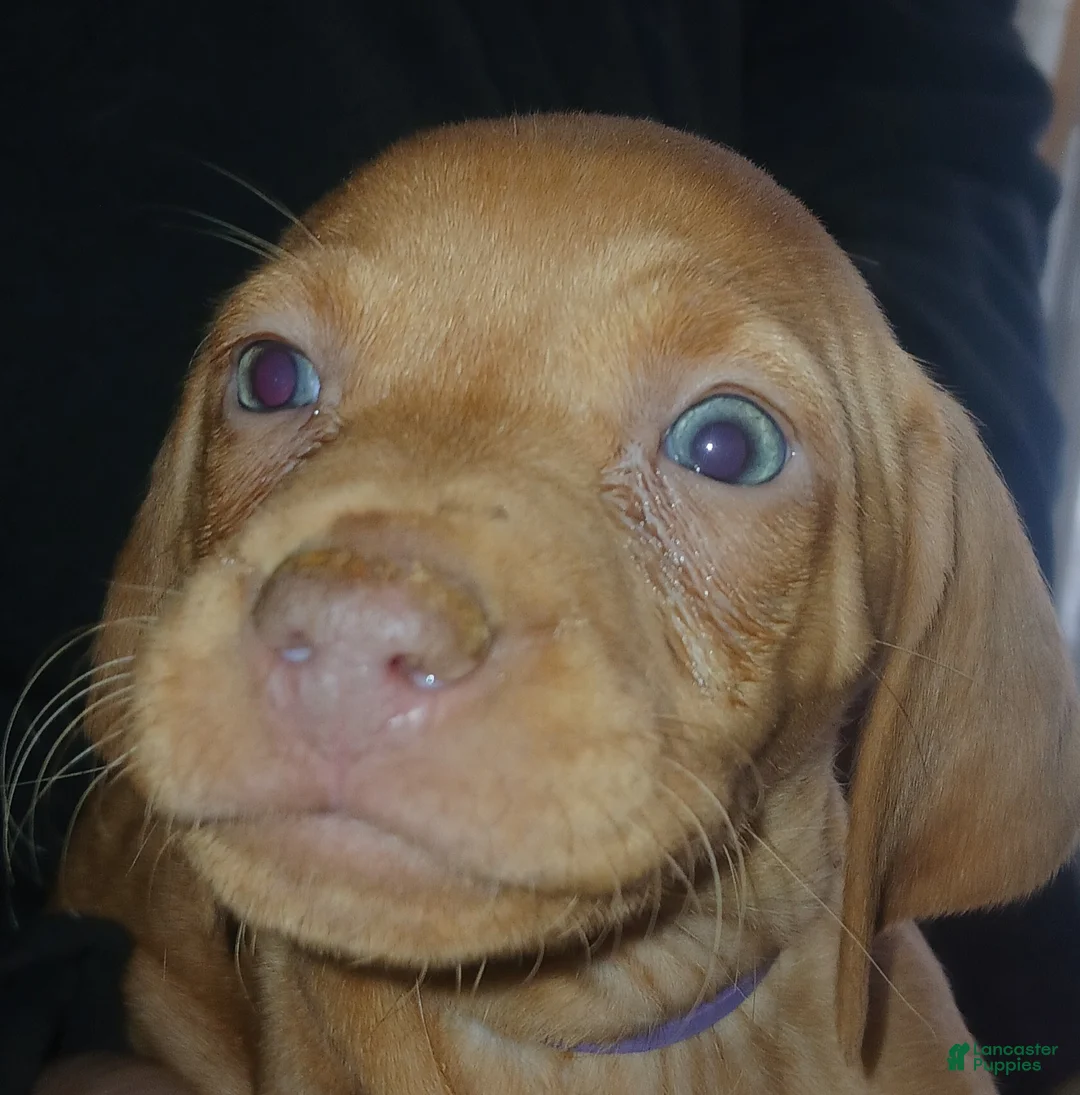 Vizsla dogs for sale: Vizsla Puppy 5 - Ad 1