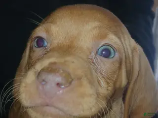 Vizsla dogs Vizsla Puppy 5 - Ad 16