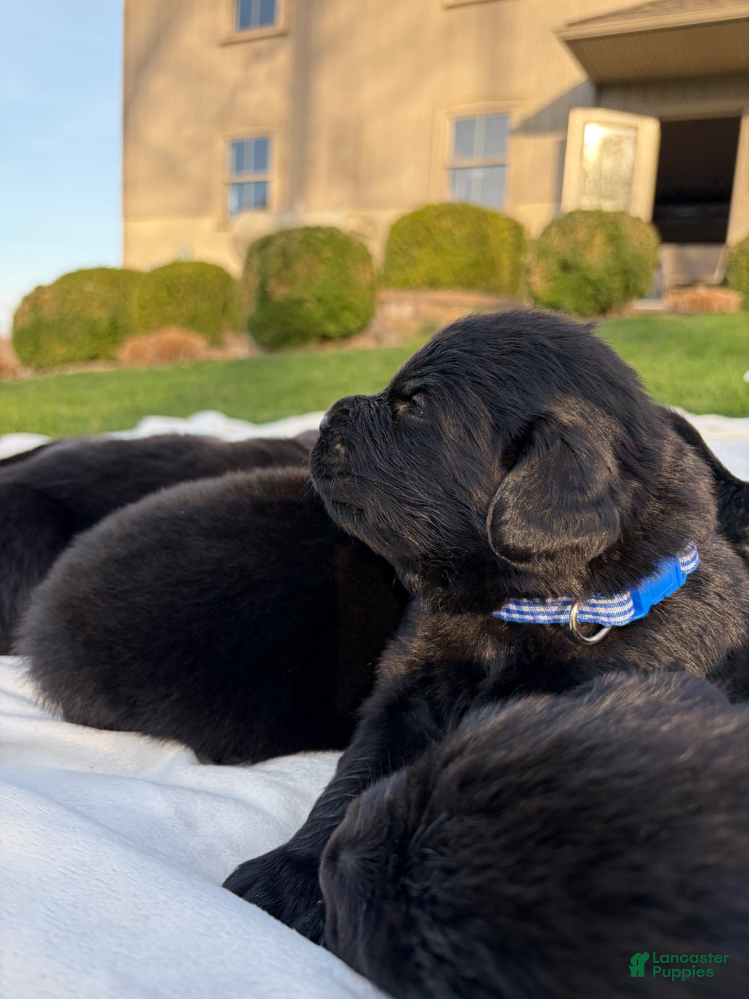 Newfoundland dogs Shadow - Ad 2