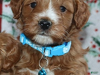 Mini Goldendoodle dogs Waylon 💙 Genetic Clear Parents - Ad 14