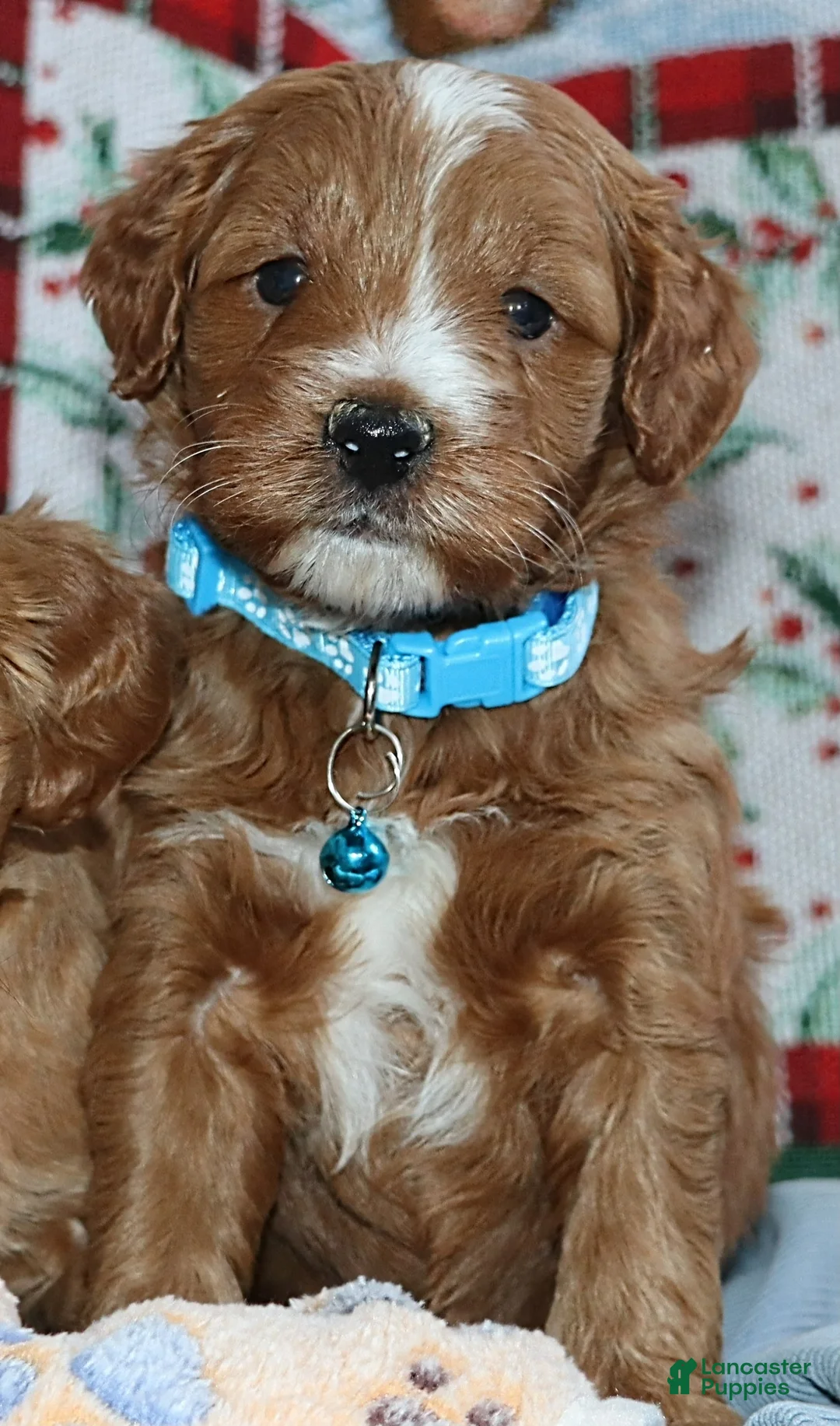 Mini Goldendoodle dogs for sale: Waylon 💙 Genetic Clear Parents - Ad 3