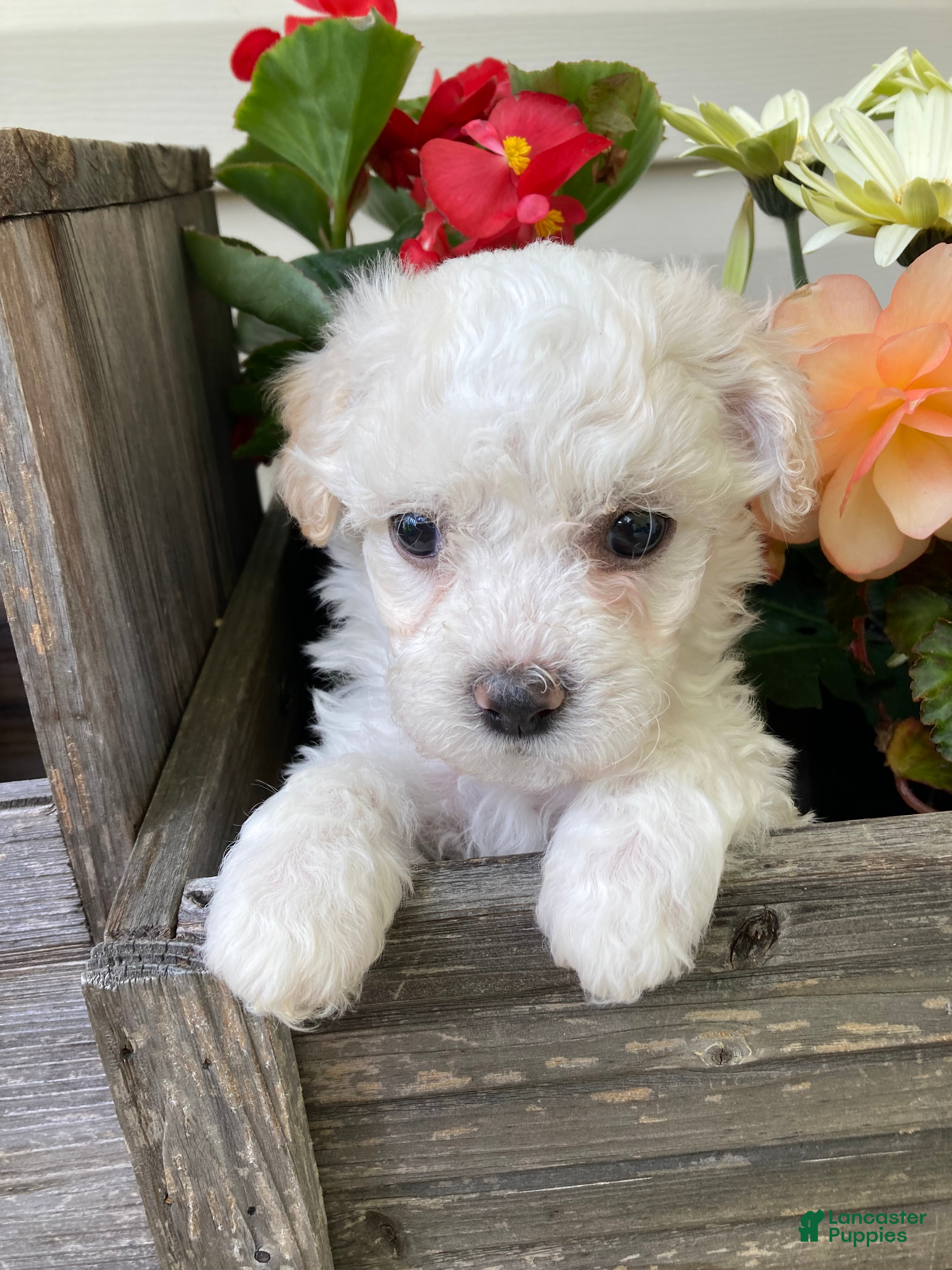 Mixed Breed dogs Koda - Ad 2