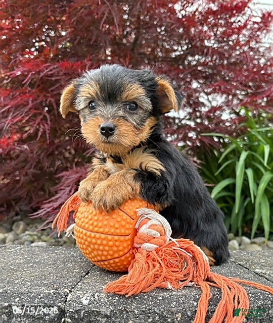 Yorkshire Terrier dogs Joey - Ad 1