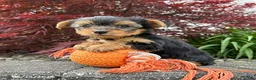 Yorkshire Terrier dogs for sale: Joey - Ad 1