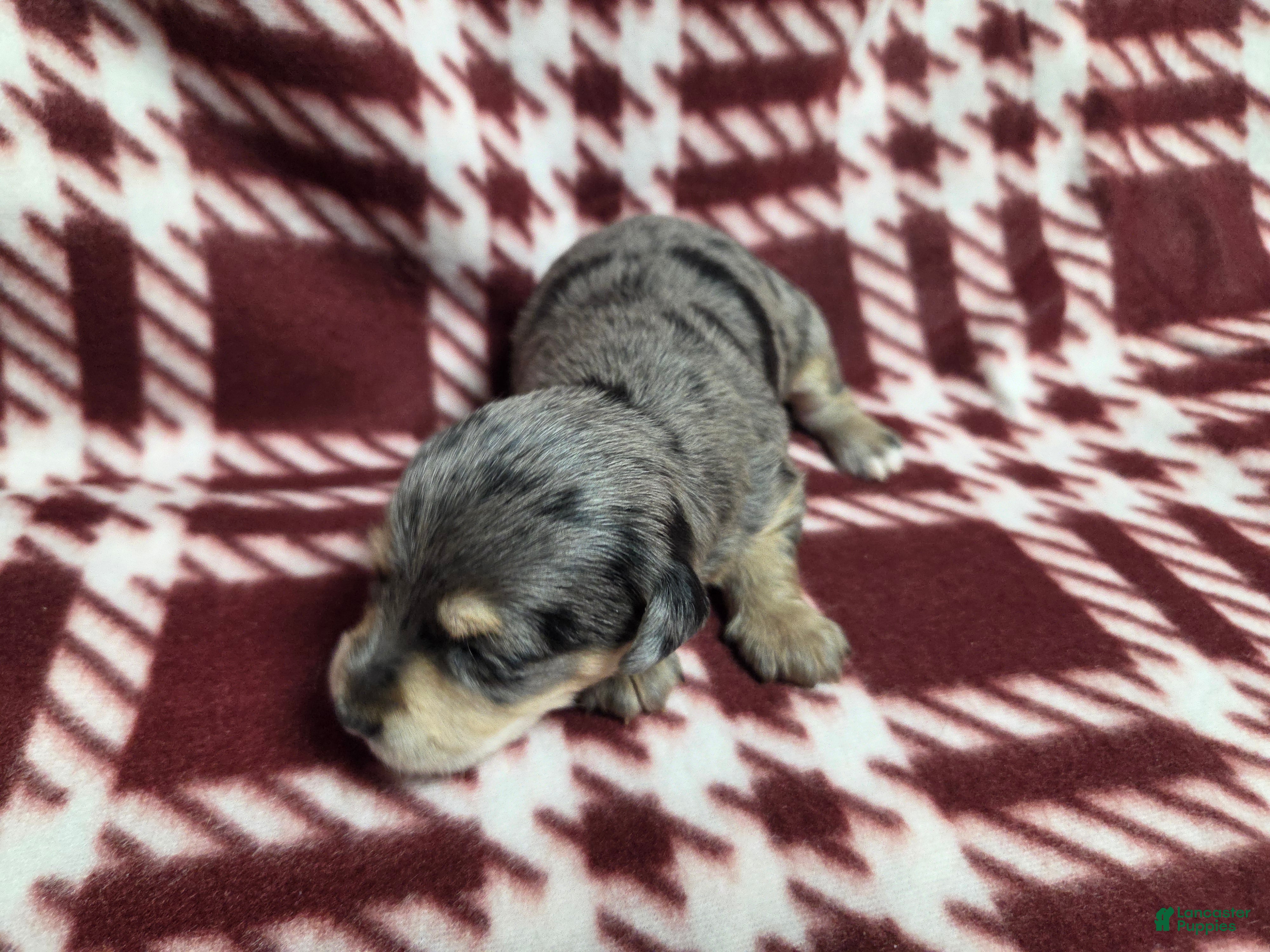 Mixed Breed dogs Frosty - Ad 25