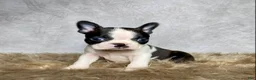 Boston Terrier dogs for sale: Milo  - Ad 5
