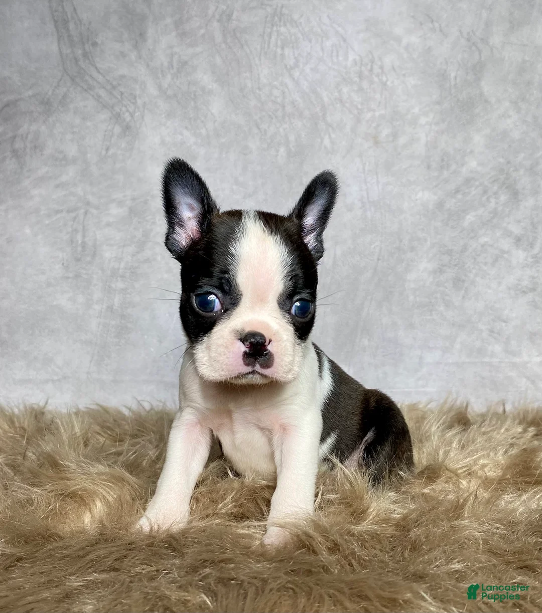 Boston Terrier dogs for sale: Milo  - Ad 5