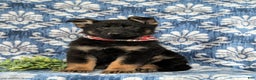 German Shepherd dogs for sale: Cassidy - Ad 1