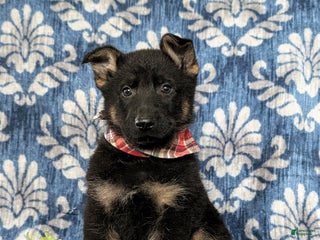 German Shepherd dogs for sale: Cassidy - Ad 2