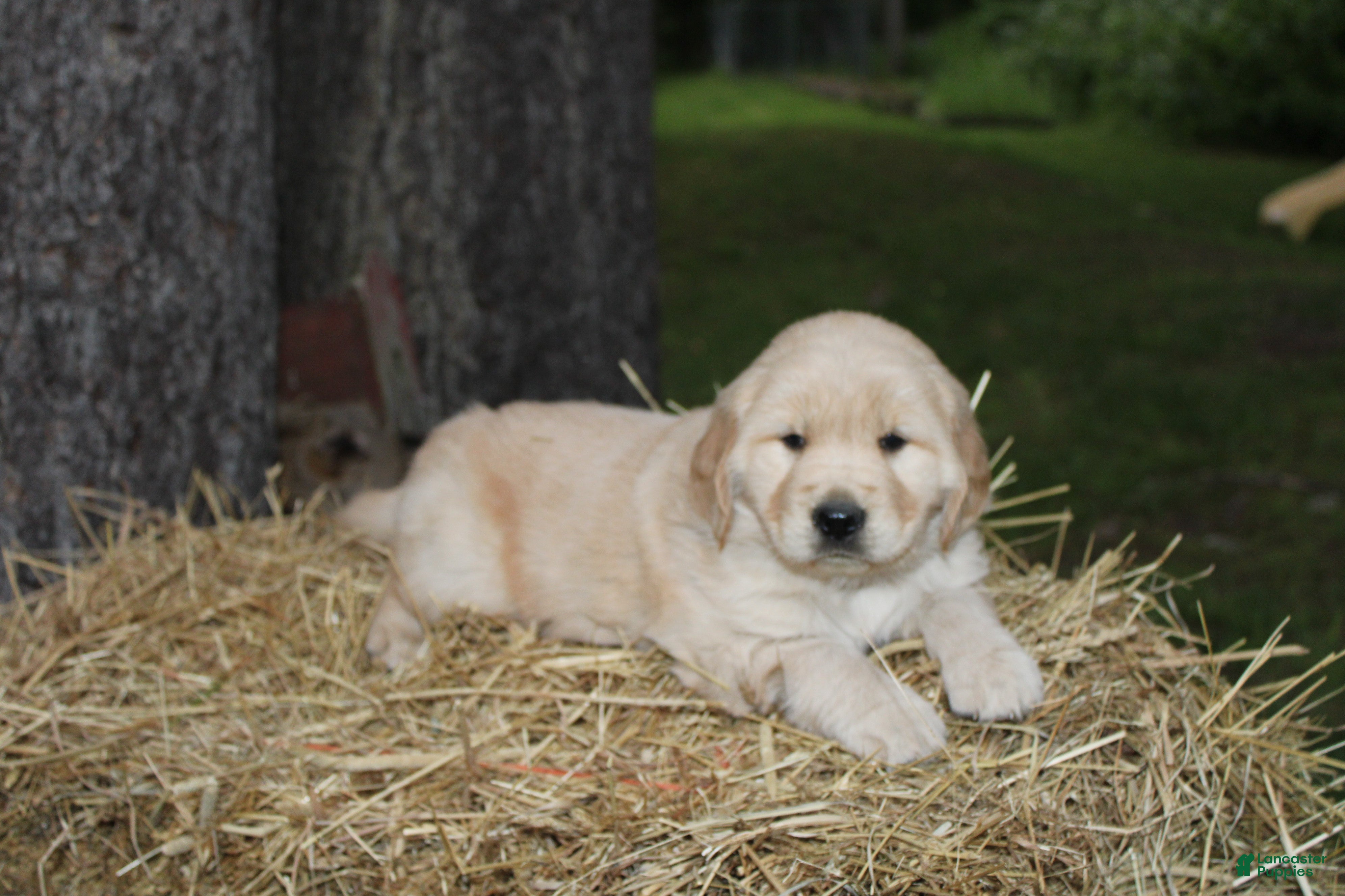 Golden Retriever dogs Gabby - Ad 2