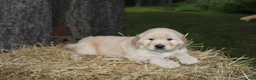 Golden Retriever dogs for sale: Gabby - Ad 3