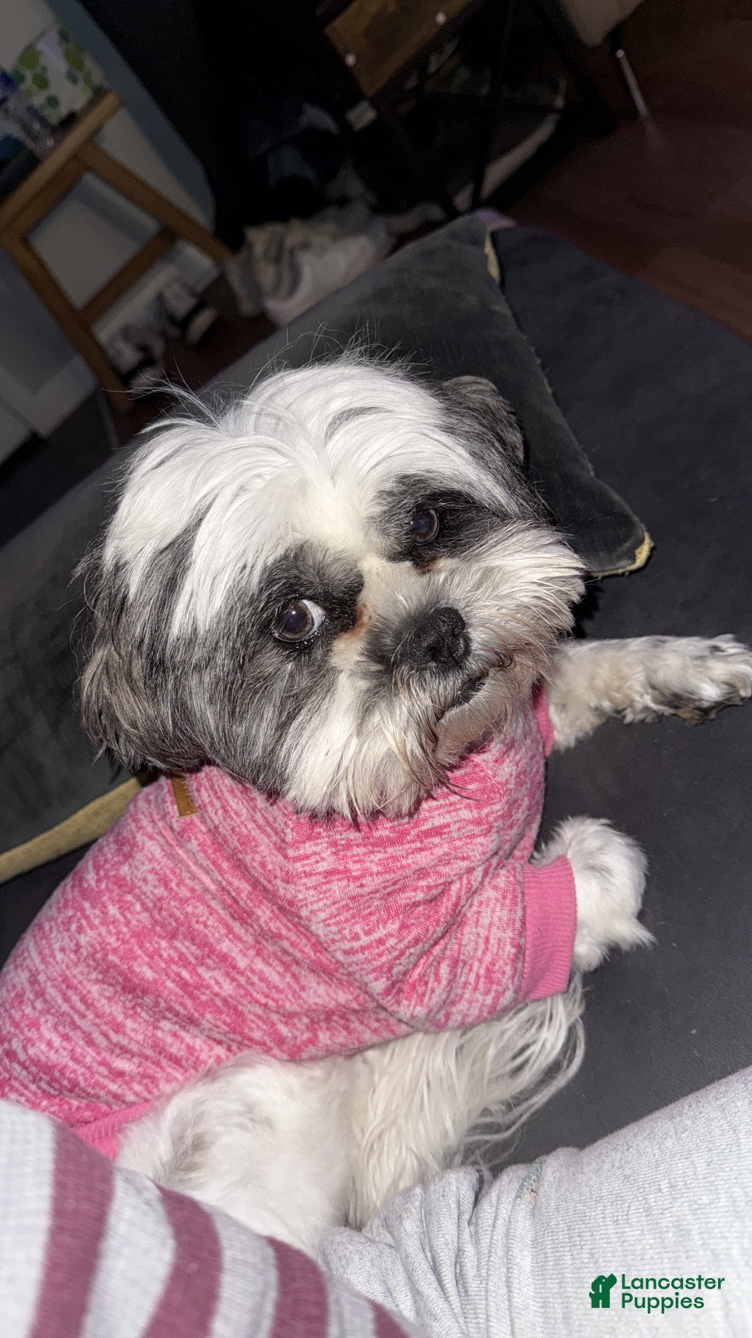 Shorkie dogs for sale: Shorkie Puppy 4 Blessy - Ad 7