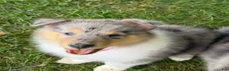 Collie dogs for sale: STARS & STRIPES will always Snuggle & Smile!  - AKC COLLIE PUP - Ad 7