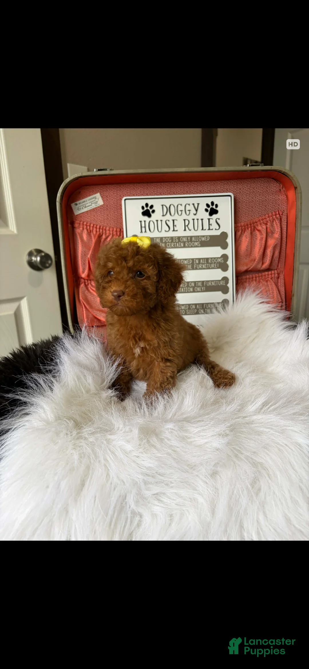 Toy Poodle dogs for sale: Akc Bred The Color Red - Ad 7