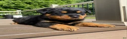 Rottweiler dogs for sale: Hazel - Ad 5