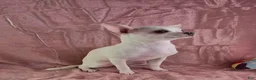 Chihuahua dogs for sale: Milly - Ad 7