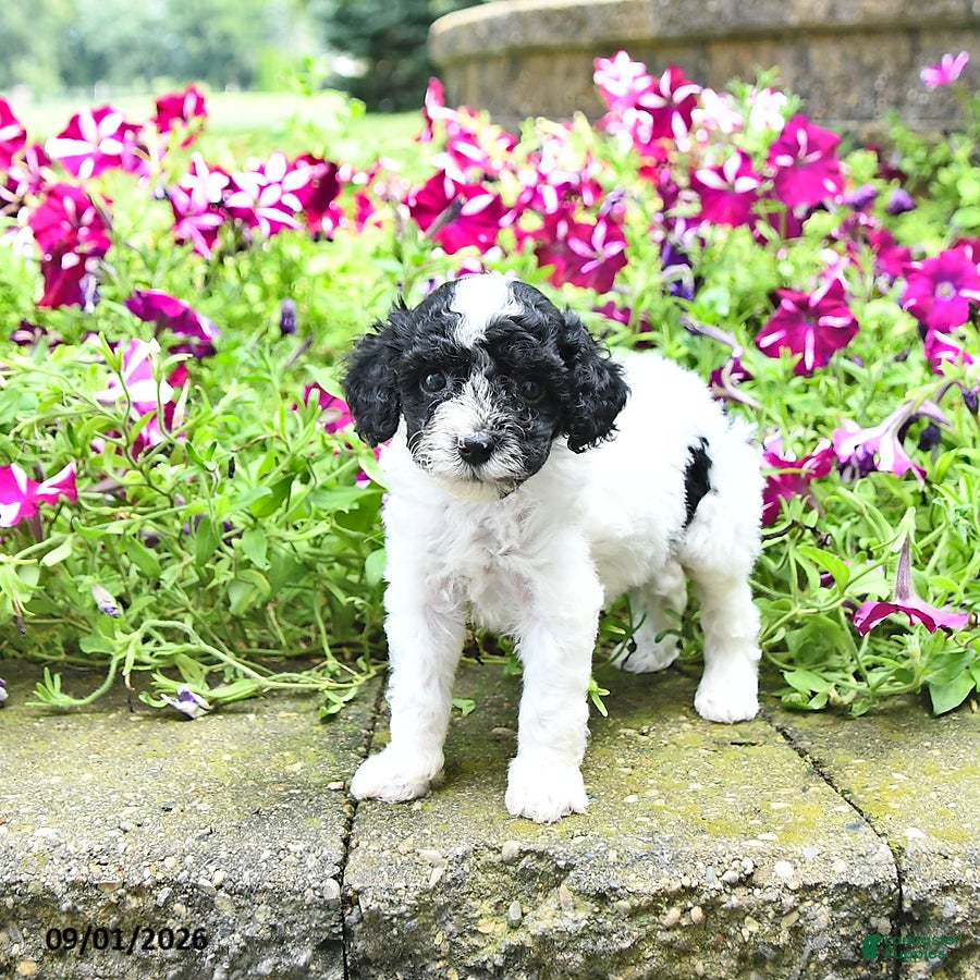 Toy Poodle dogs Mike    EXTRA SMALL - Ad 2