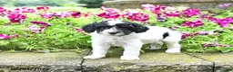 Toy Poodle dogs for sale: Mike    EXTRA SMALL - Ad 2