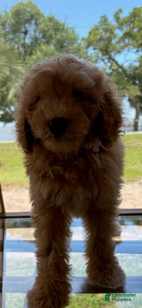 Goldendoodle dogs Saint Andrew - Ad 1