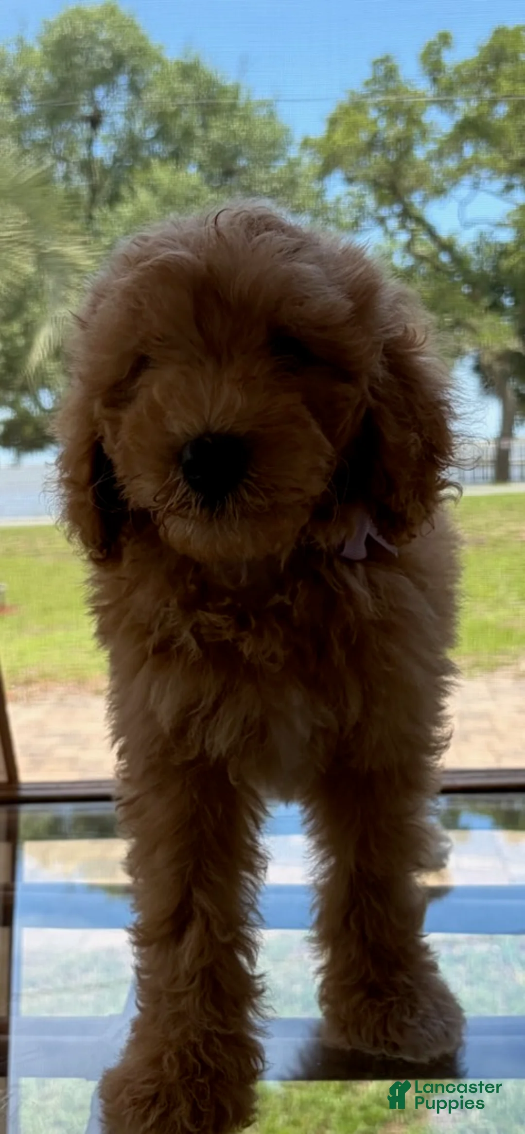 Goldendoodle dogs for sale: Saint Andrew - Ad 1