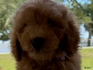 Goldendoodle dogs for sale: Saint Andrew - Ad 2
