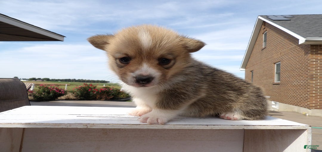 Gallery Image {{count}}